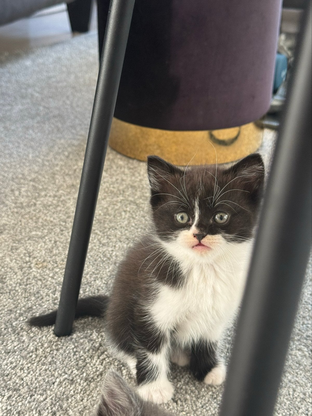 Britse korthaar kitten mag verhuizen, Dieren en Toebehoren, Meerdere dieren
