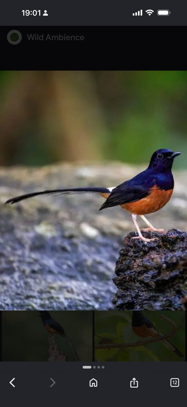 Schama lijter man, Dieren en Toebehoren, Vogels | Overige Vogels, Mannelijk