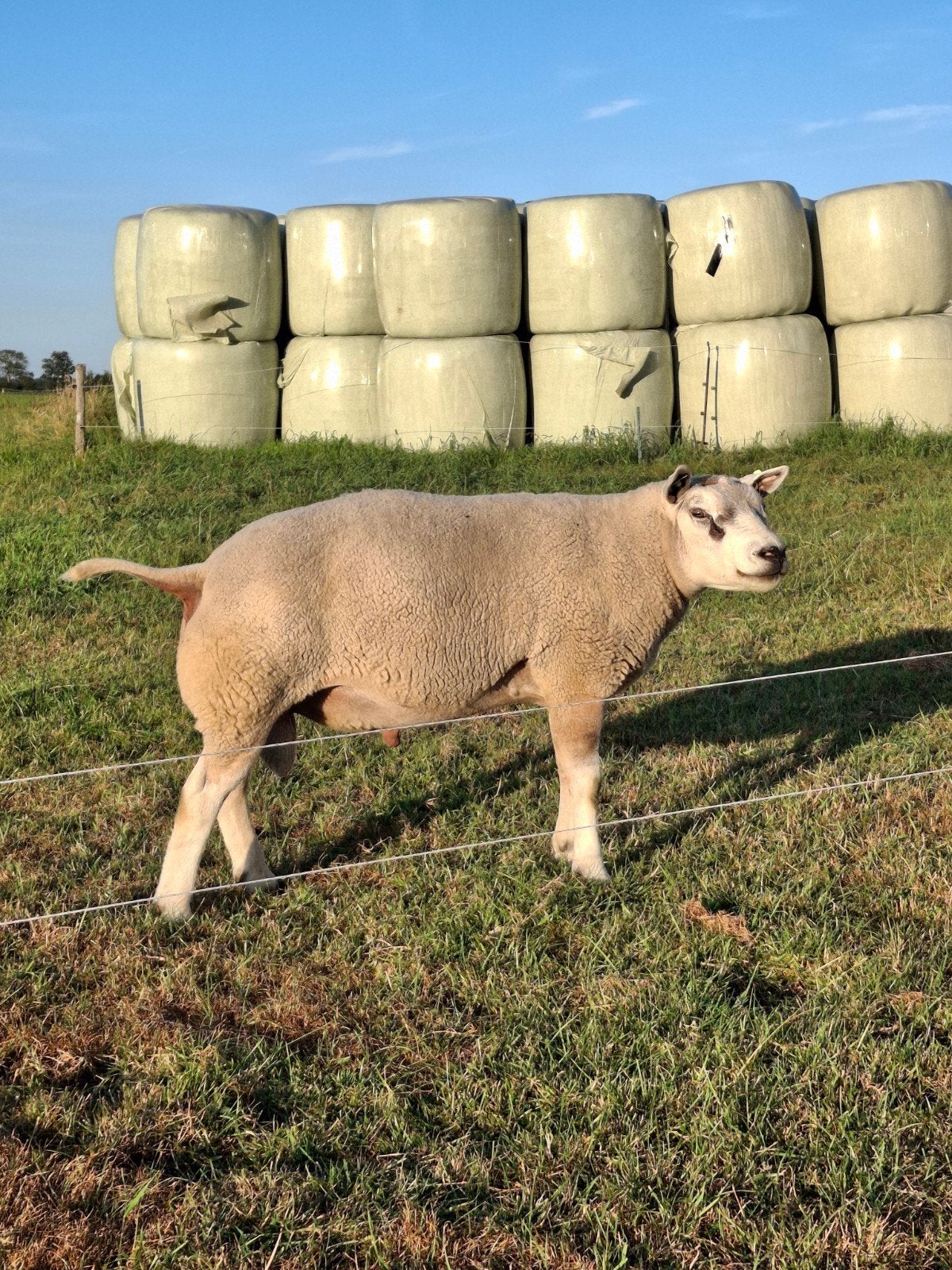 texelse dekram, Dieren en Toebehoren, Schapen, Geiten en Varkens, Mannelijk, Schaap, 0 tot 2 jaar