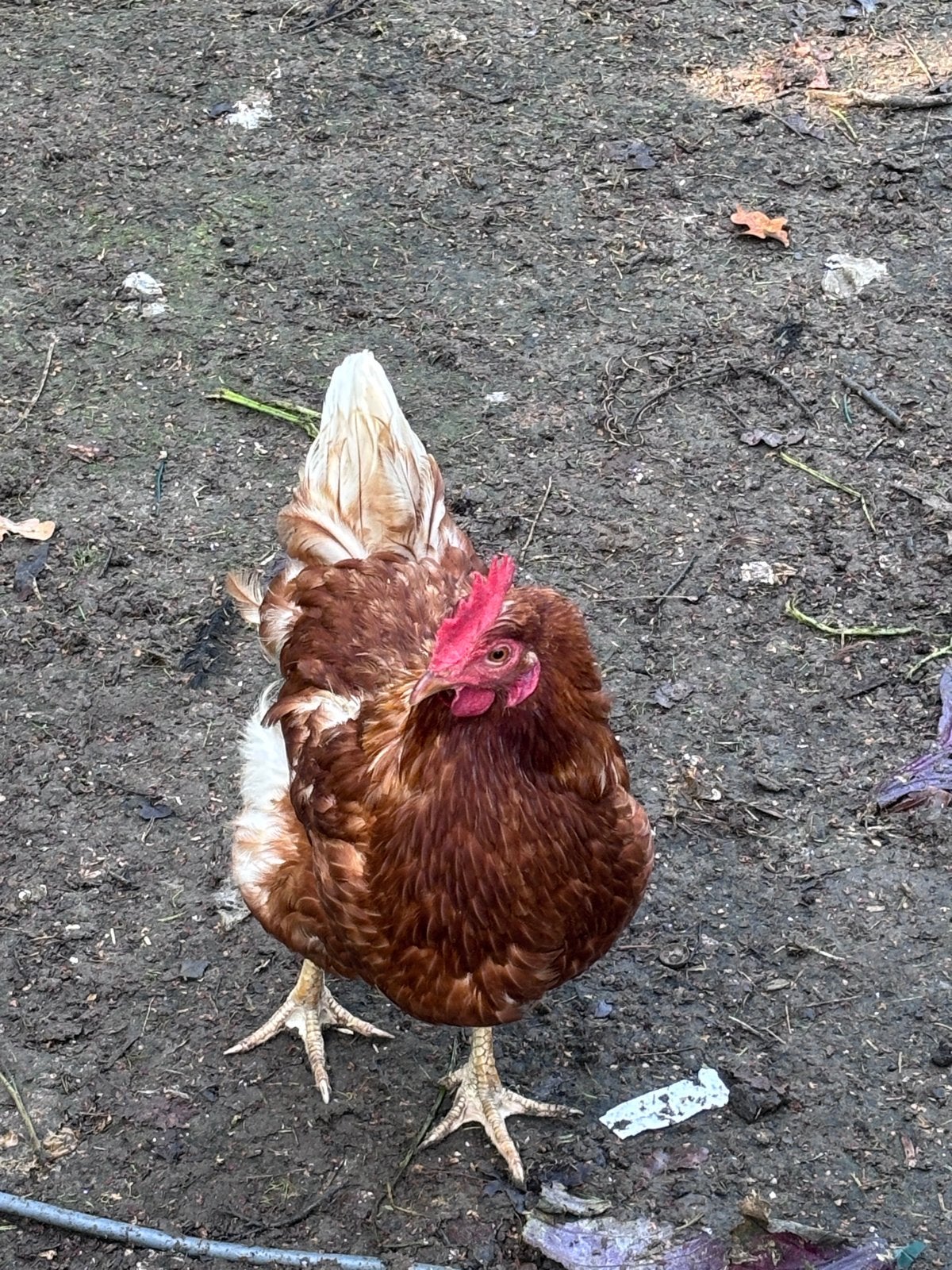 Diverse kippen gratis op te halen, Meerdere dieren, Kip