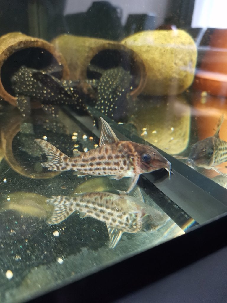 Brochis ornata X4, Dieren en Toebehoren, Vis, Zoetwatervis
