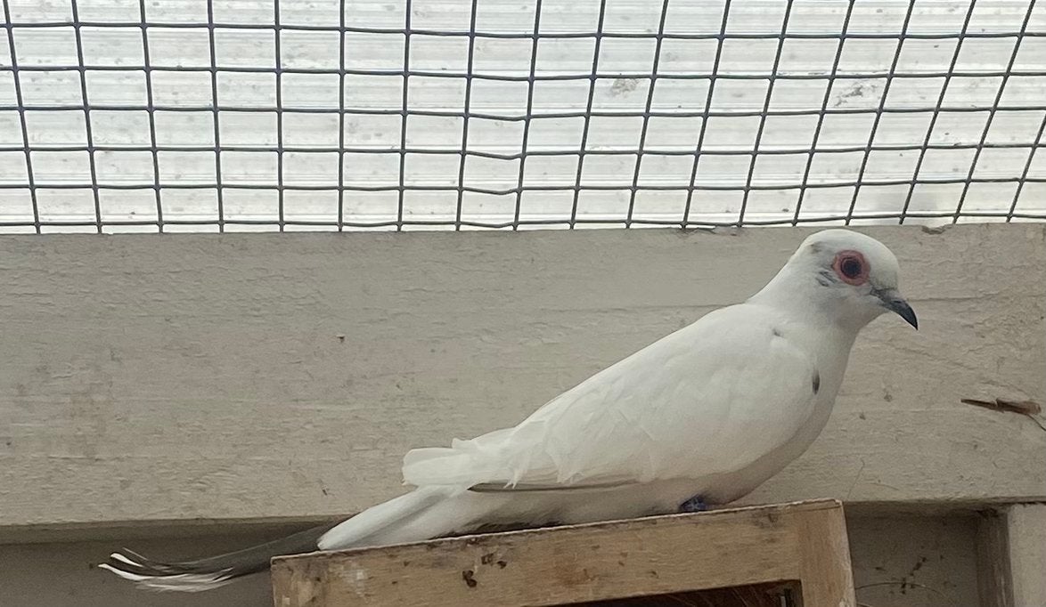 Bonte diamantduiven, Dieren en Toebehoren, Vogels | Overige Vogels, Meerdere dieren