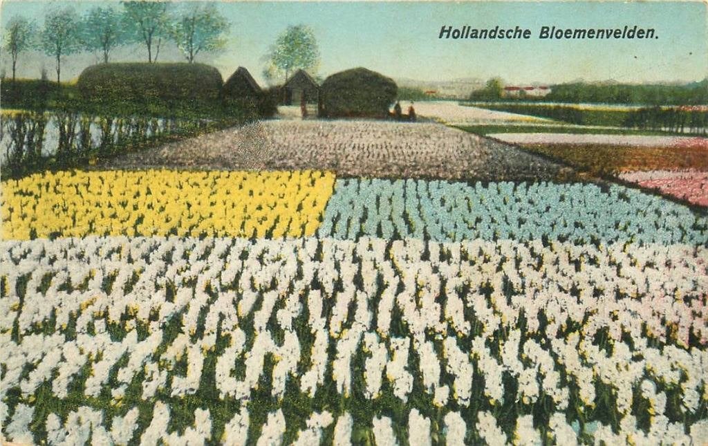 388-473-025 Hollandsche Bloemenvelden, Verzenden, Voor 1920