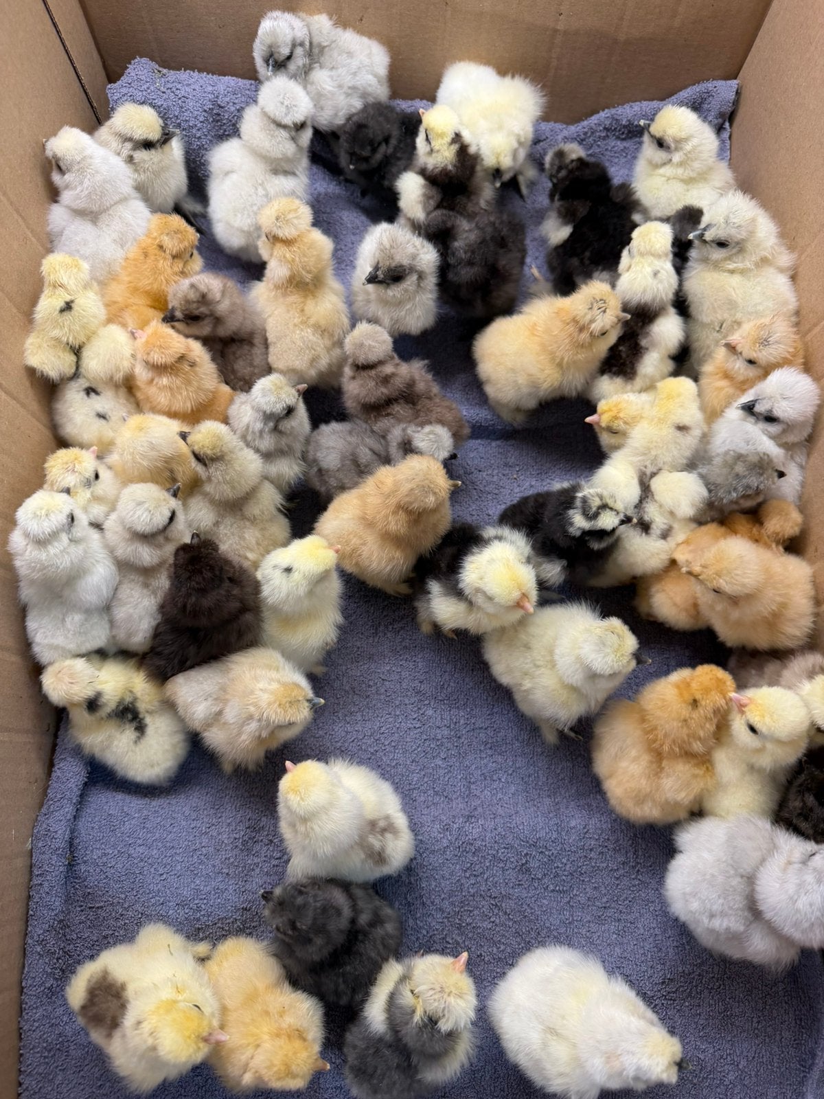 prachtige Usa zijdehoen gesekste hen🐥kuikens 1 okt geent ✅, Dieren en Toebehoren, Vrouwelijk, Kip