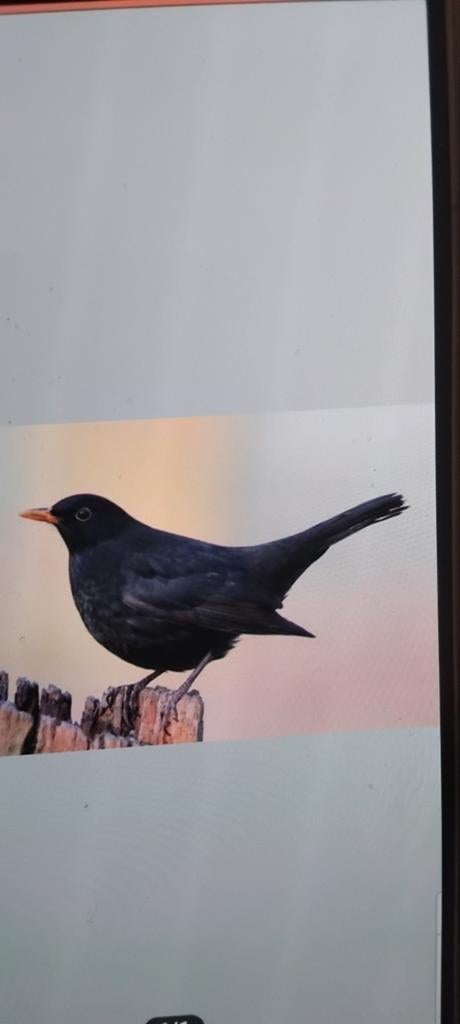 Gezocht Merel maan, Mannelijk, Wildzangvogel, Geringd