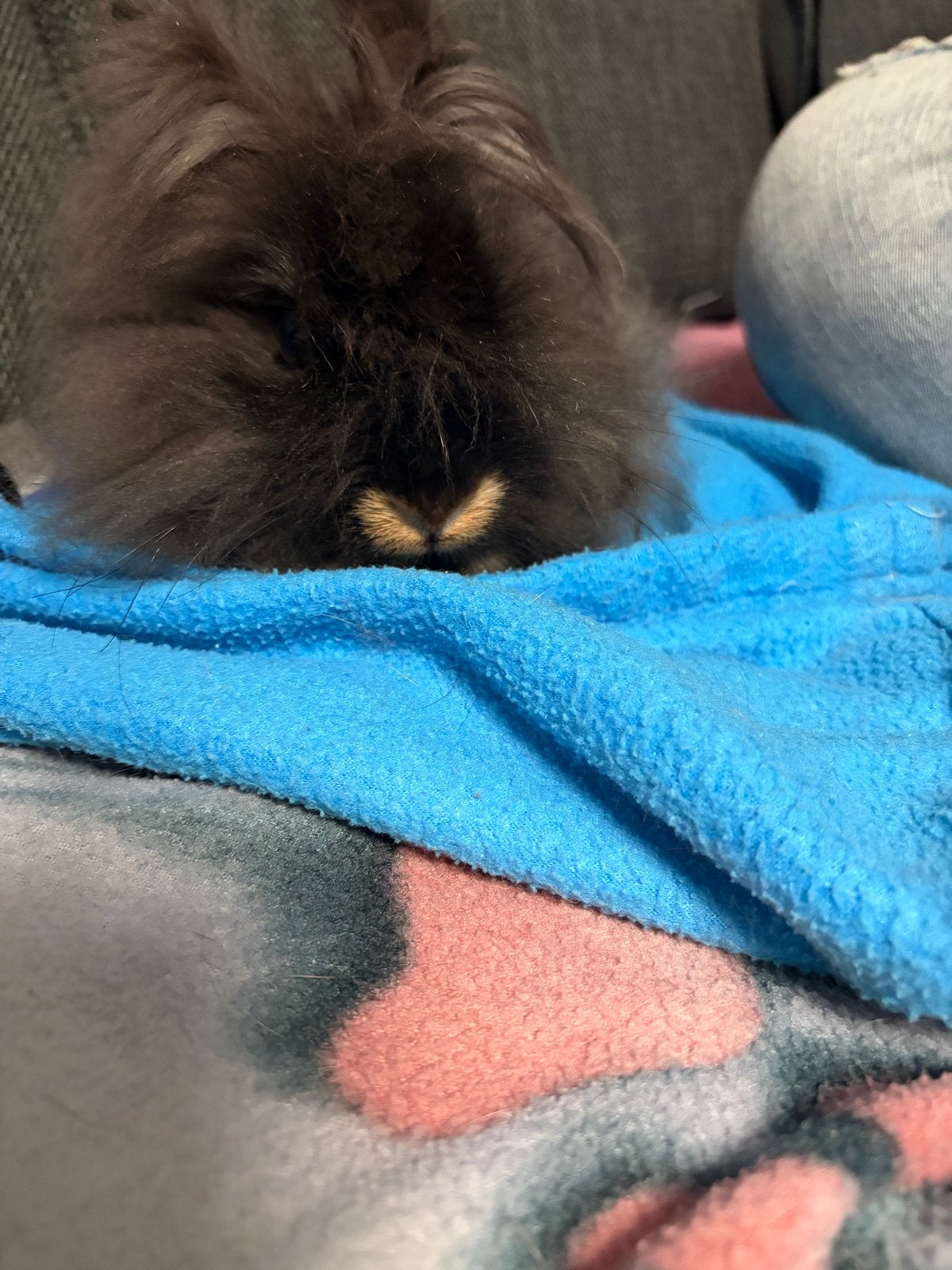 3 fluffy konijnen met 2 kooien, Dieren en Toebehoren, Konijnen, Meerdere dieren, Dwerg