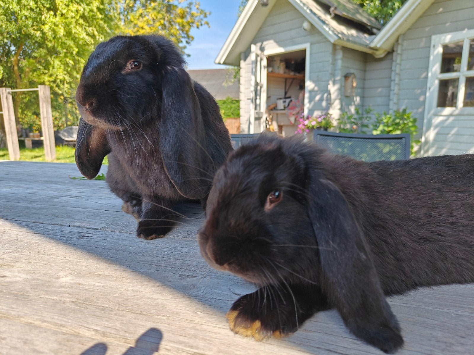 Franse Hangoor voedster en ram, Dieren en Toebehoren, Meerdere dieren, Groot, Hangoor, 0 tot 2 jaar