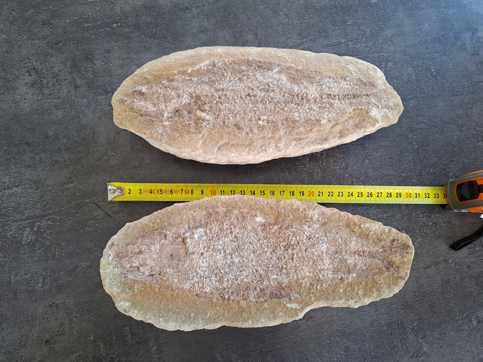 Fossiel van vis in steen (29 cm.), Ophalen, Fossiel