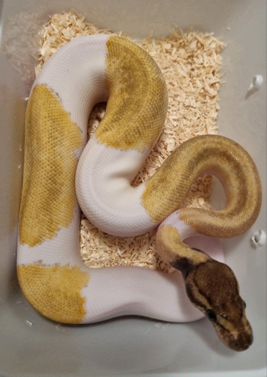 0.1 mojave enchi pinstripe piebald koningspython Ball Python photo 2