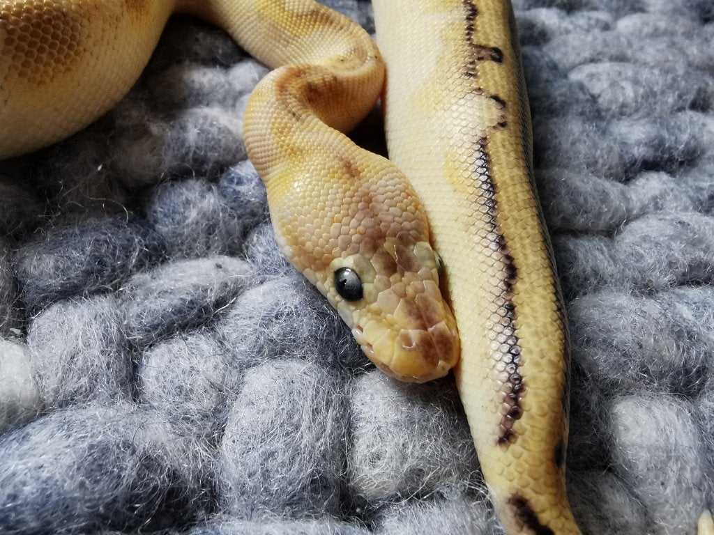 0.1 Champagne Enchi Pastel Koningspython Ball Python photo 5
