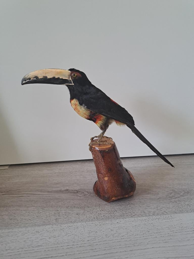 Opgezette Halsbandarassari toekan taxidermy schedel, Ophalen of Verzenden, Zo goed als nieuw, Vogel, Opgezet dier