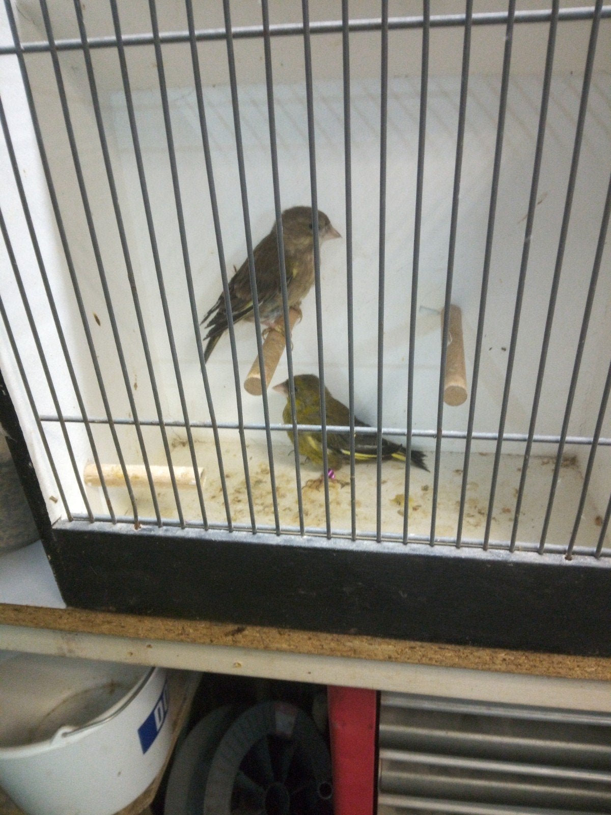 Groenlingen, Meerdere dieren