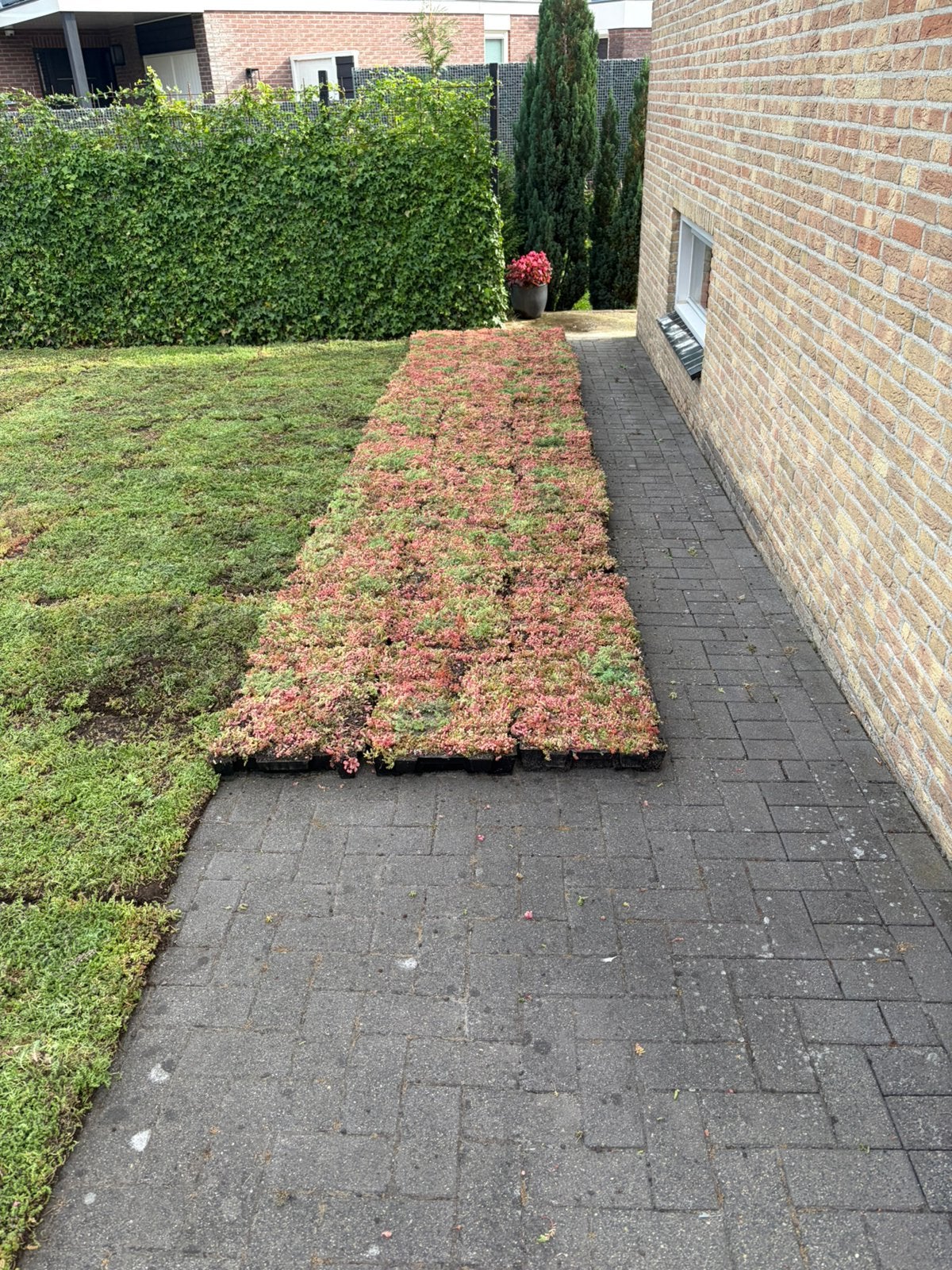 Sedum groendak matten of kant klaar cassettes, Ophalen of Verzenden, Volle zon