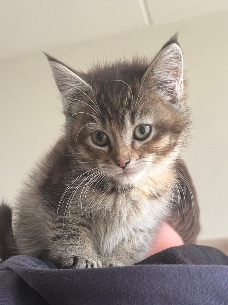 Bijzonder mooie kruising maine coon/britse korthaar  kittens, Dieren en Toebehoren, Meerdere dieren, Ontwormd