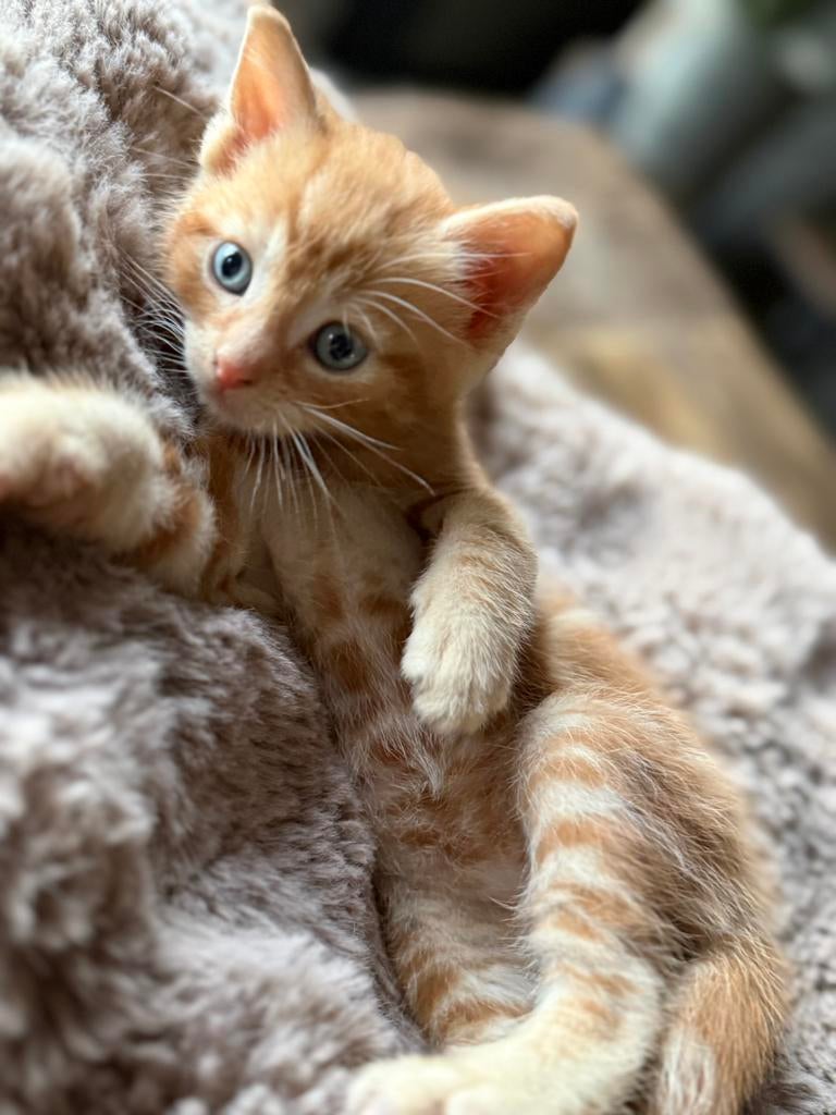 Prachtige kittens gereserveerd!!!, Dieren en Toebehoren, Katten en Kittens | Overige Katten, Meerdere dieren