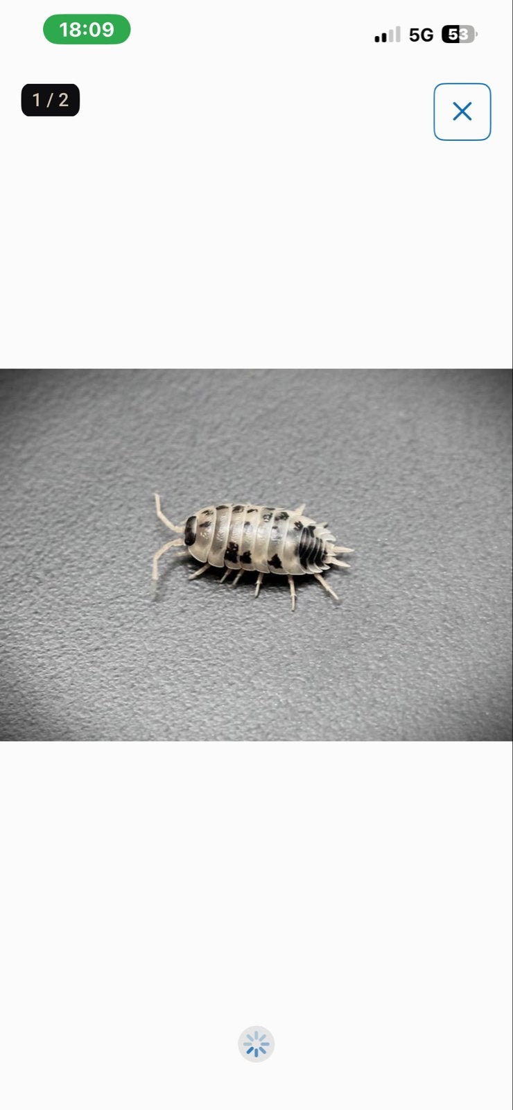 Isopods dairy cow   Per 50 stuks, Dieren en Toebehoren, Februari, Geslacht onbekend
