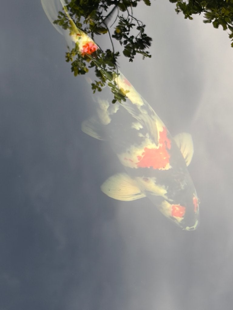 Showa Ogata, Karper of Koi