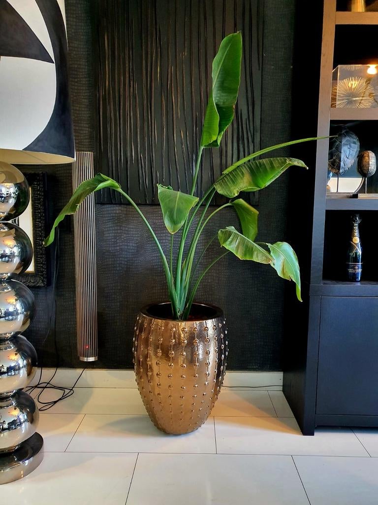 Grote Brons/ Gouden pot met Straletzia! (Eric Kuster), Ophalen, Halfschaduw, 150 tot 200 cm