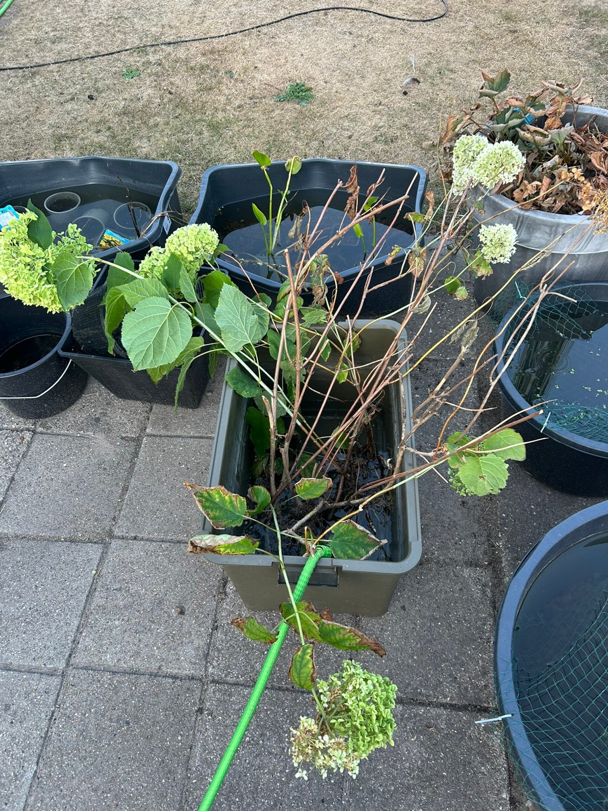 Diverse stekjes witte hortensia, Vaste plant, Halfschaduw, Zomer, Ophalen