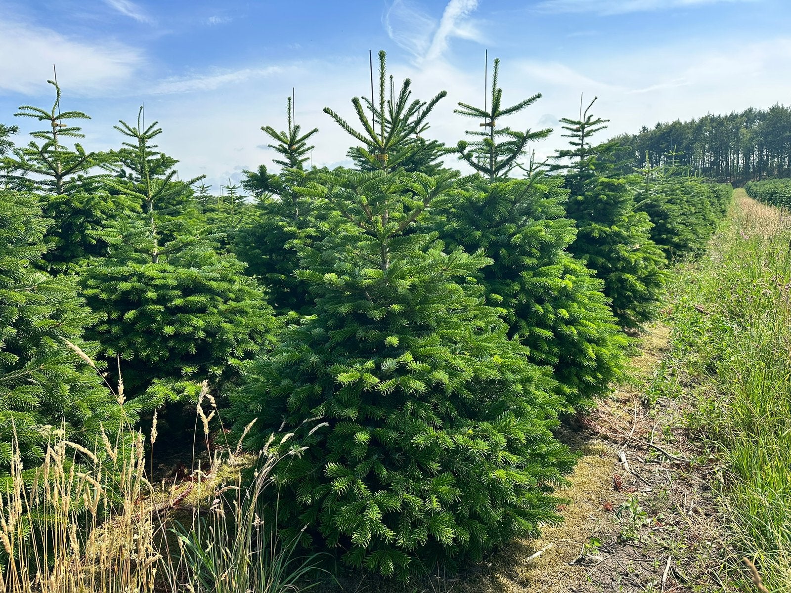 Nordmann Kerstbomen,  In alle maten en kwaliteiten, Tuin en Terras, Planten | Bomen, Volle zon, Minder dan 100 cm, Zomer, Overige soorten