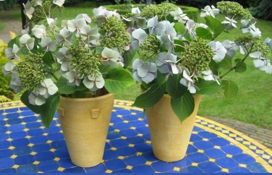 2 Bloempotten geel, Tuin en Terras, Gebruikt, Rond, Ophalen of Verzenden, Aardewerk