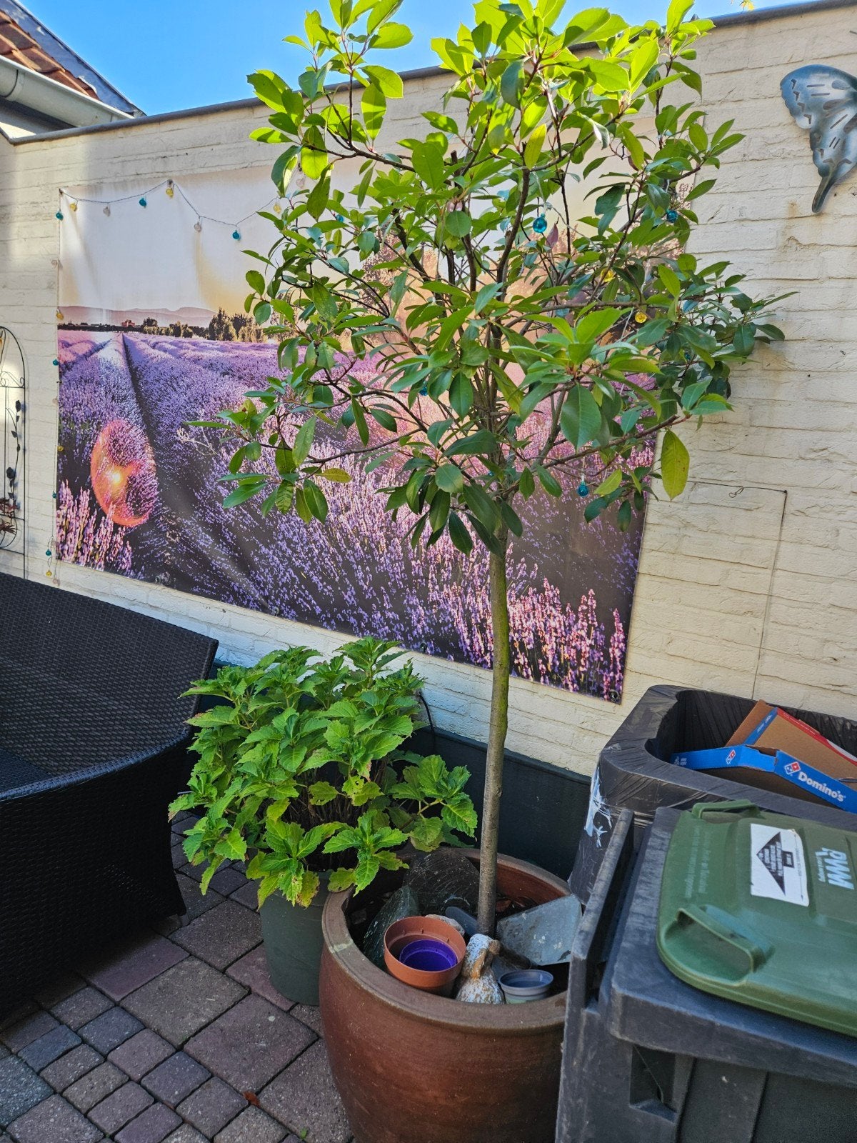 Grote terracotta bloempot met boom, Tuin en Terras, Ophalen, Overige materialen, Gebruikt, Minder dan 60 cm