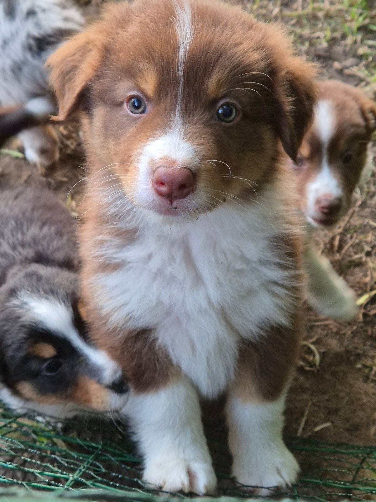 Australian sheperd pups, Dieren en Toebehoren, Honden | Herdershonden en Veedrijvers, Overige rassen, 8 tot 15 weken, Meerdere