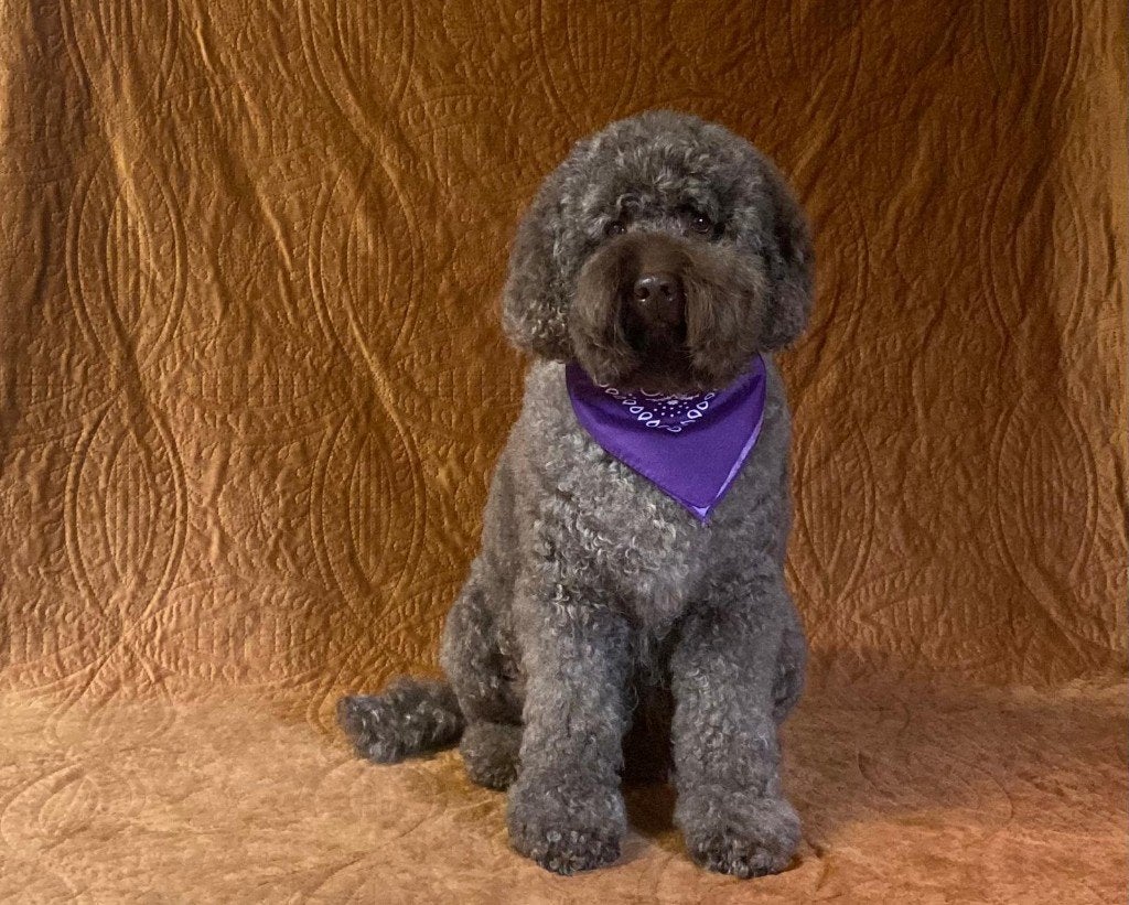 te koop Australian Labradoodle, Dieren en Toebehoren, Honden | Retrievers, Spaniëls en Waterhonden, 6 jaar of ouder, HCC (leverziekte)