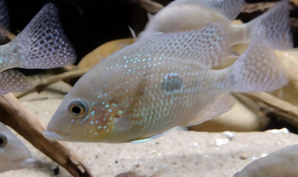 Midden Amerikaanse Cichliden: Cribroheros rostratus, Dieren en Toebehoren, Vis, Zoetwatervis