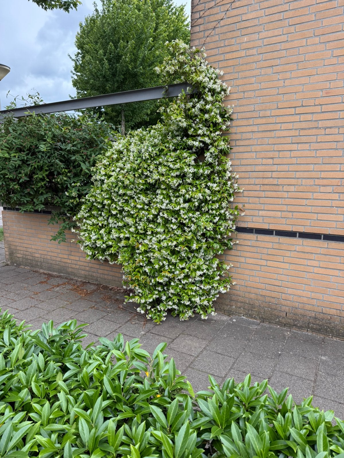 Toscaanse jasmijnen mooi friisse jonge planten 100cm nu 5,95, Ophalen, Volle zon, Vaste plant, Klimplanten