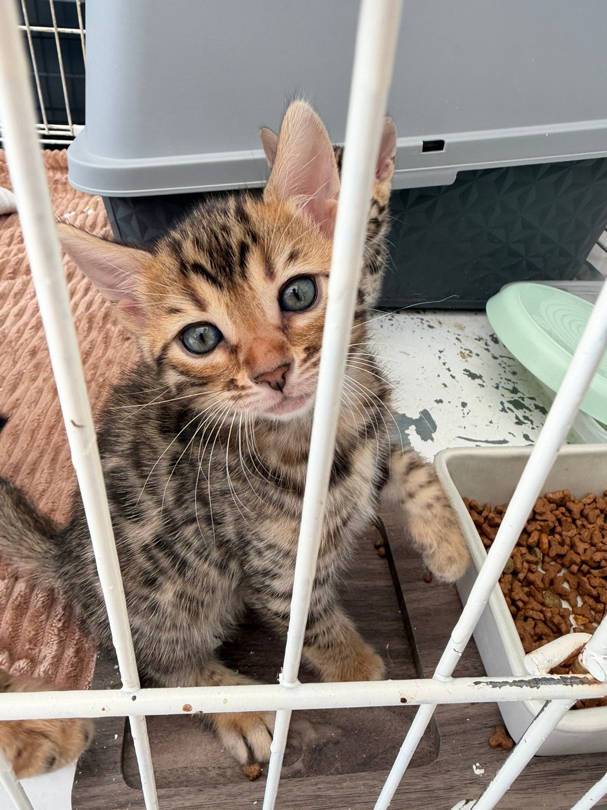 Bengaalse kittens, Meerdere dieren, Ontwormd