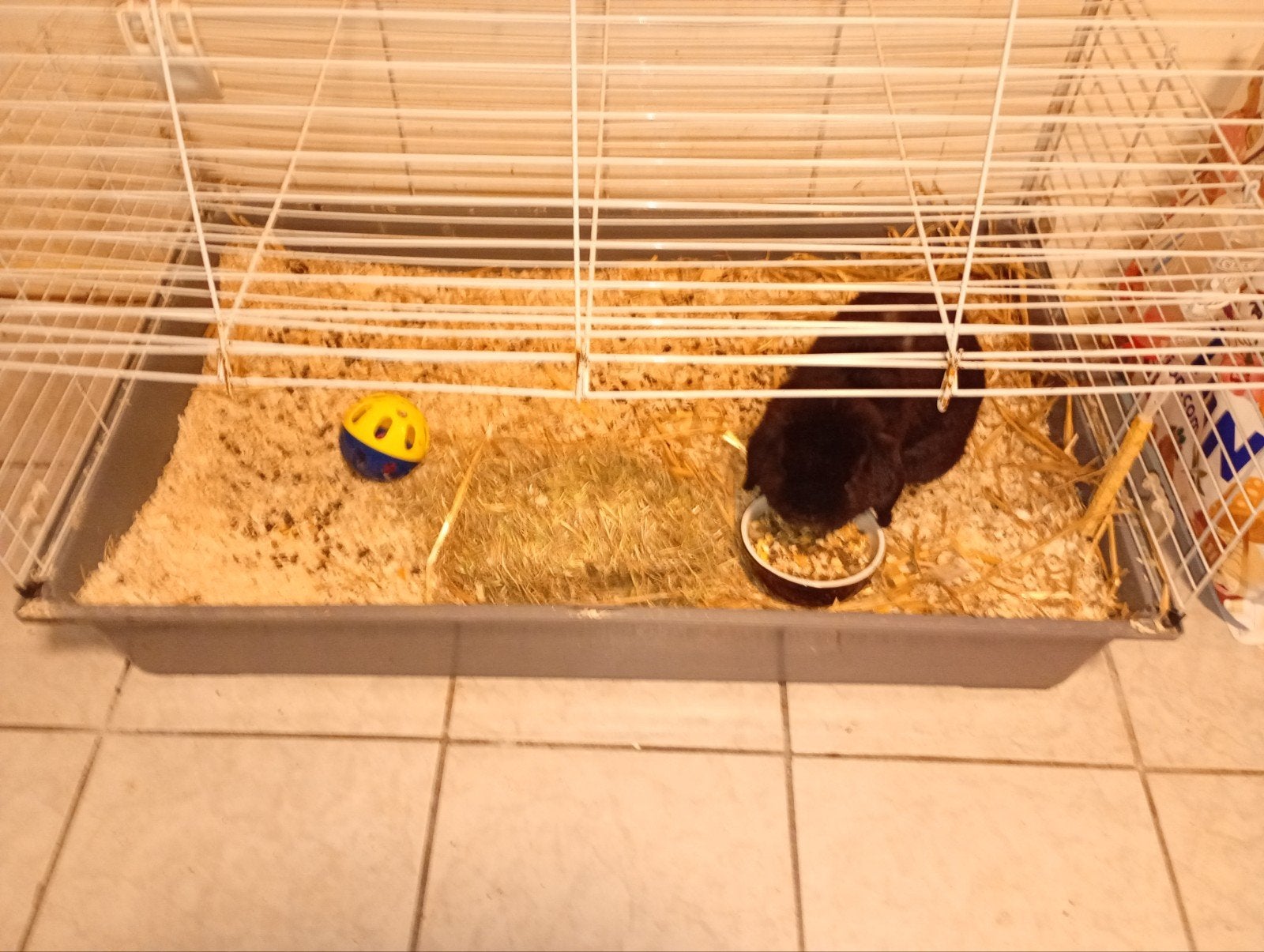 konijn, Kooi, Minder dan 75 cm, Konijn, Ophalen