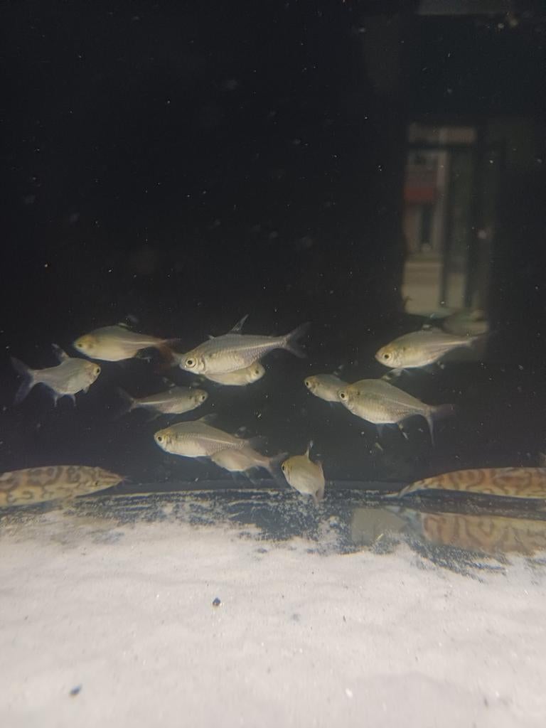 Tetras, Ophalen of Verzenden