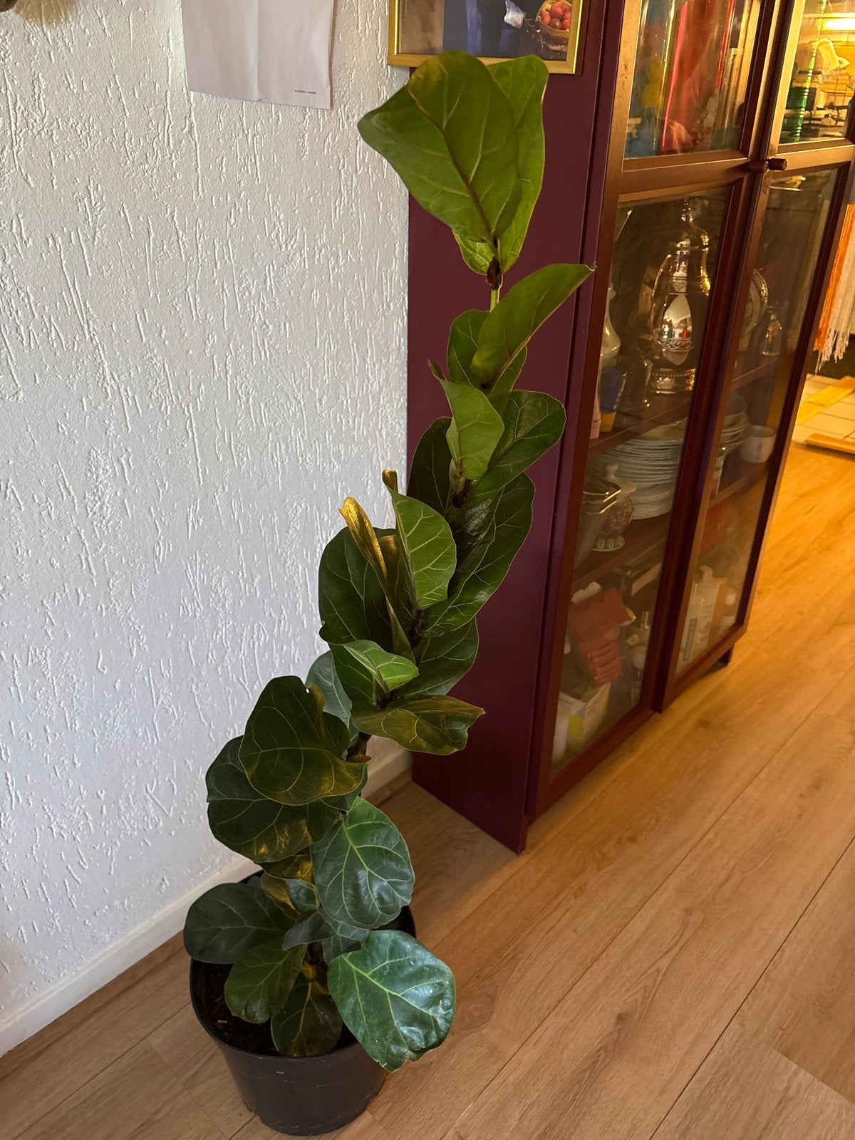 Ficus Lyrata (Tabaksplant) - Grote kamerplant, Vaste plant, Bloeit niet, Halfschaduw, Ophalen