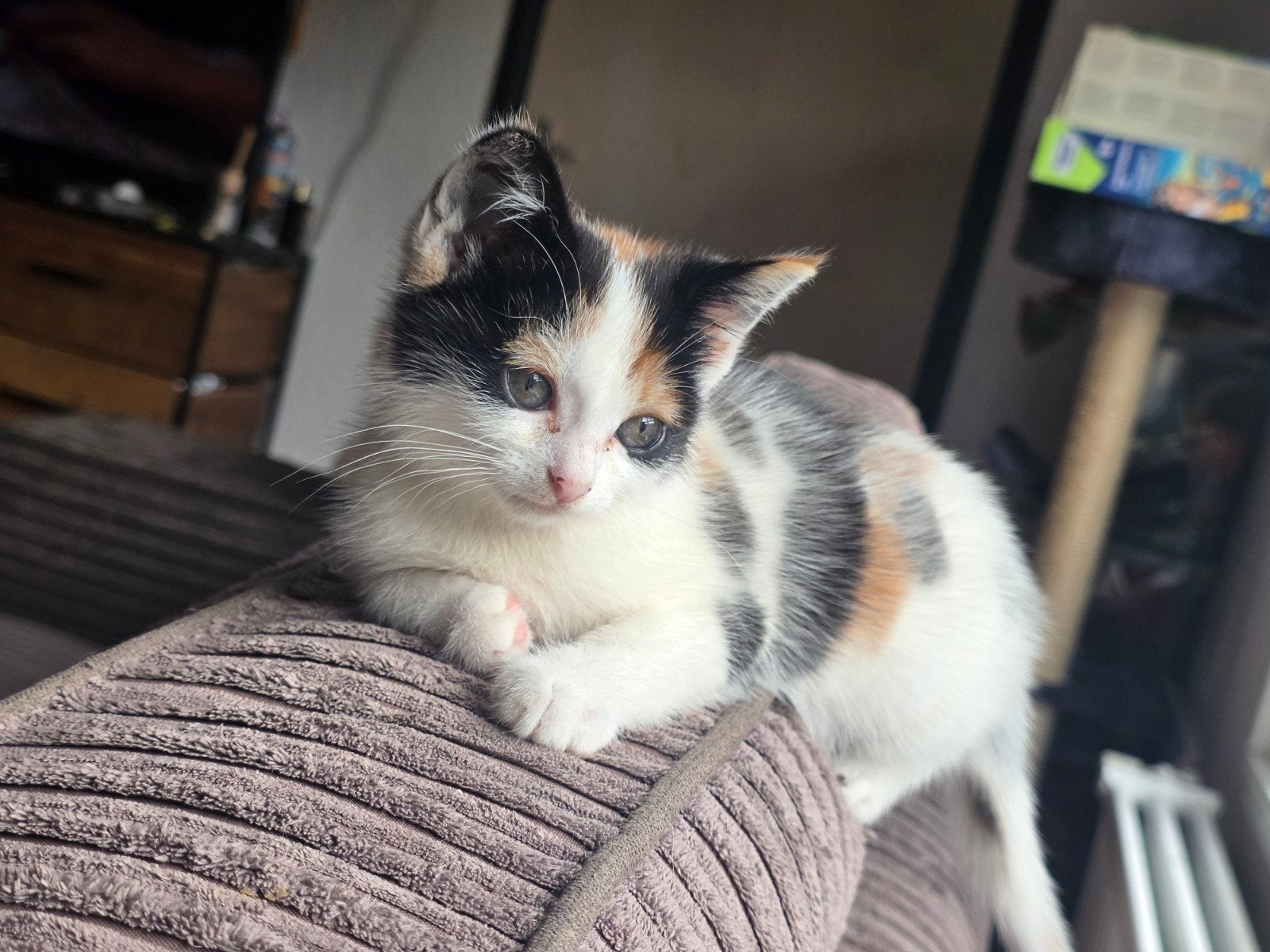 1 poesje, Poes, Kortharig, 0 tot 2 jaar