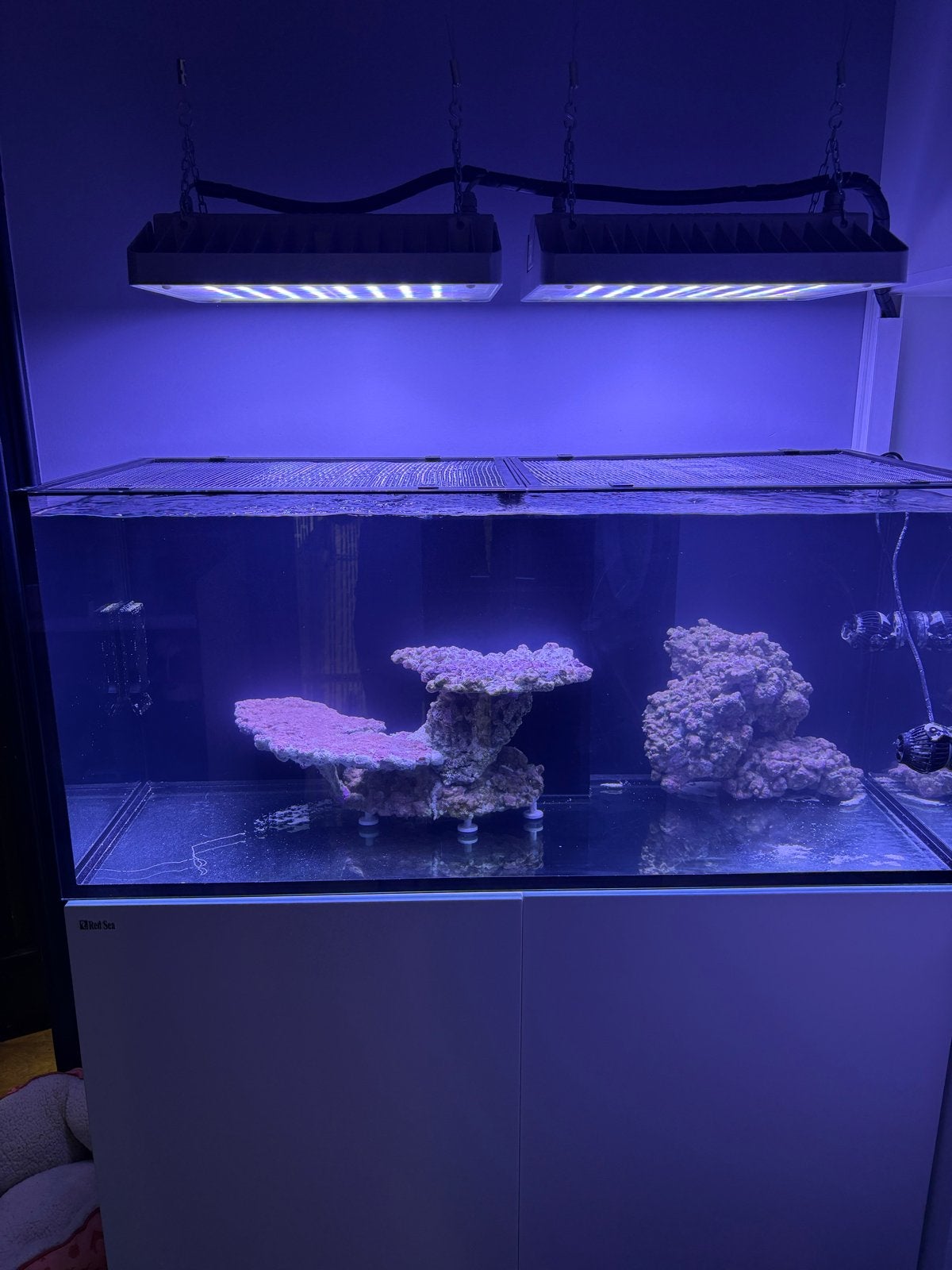 Red sea reefer 350, Dieren en Toebehoren, Ophalen