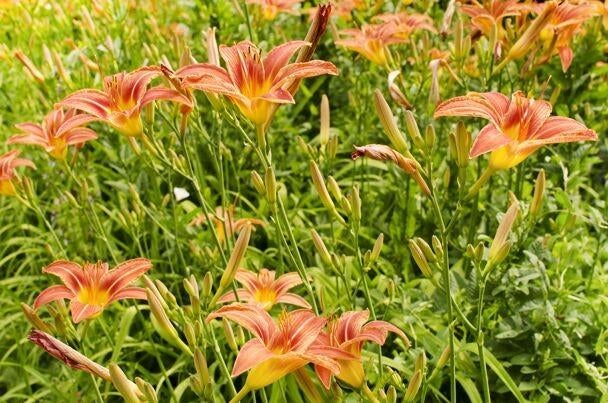 Hemerocallis (Daglelie) Oranje - Prachtige Vaste Plant p9pot, Ophalen of Verzenden, Overige soorten, Volle zon