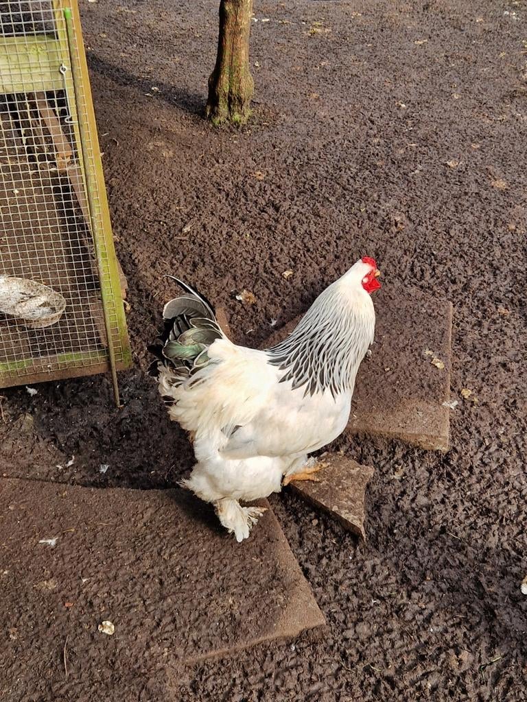 Mooie raszuivere brahma haan., Dieren en Toebehoren, Mannelijk, Kip