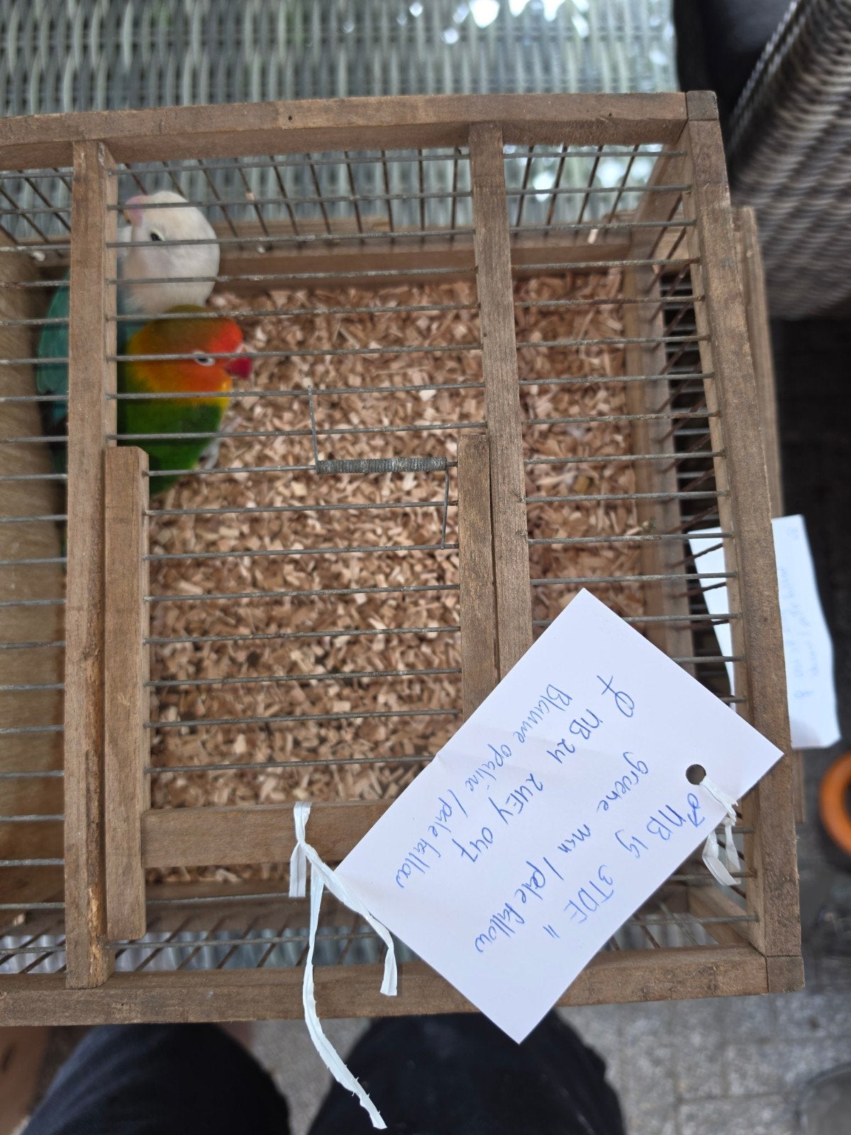 te koop hele mooie kweek collectie fischeri, Meerdere dieren, Dwergpapegaai of Agapornis, Geringd