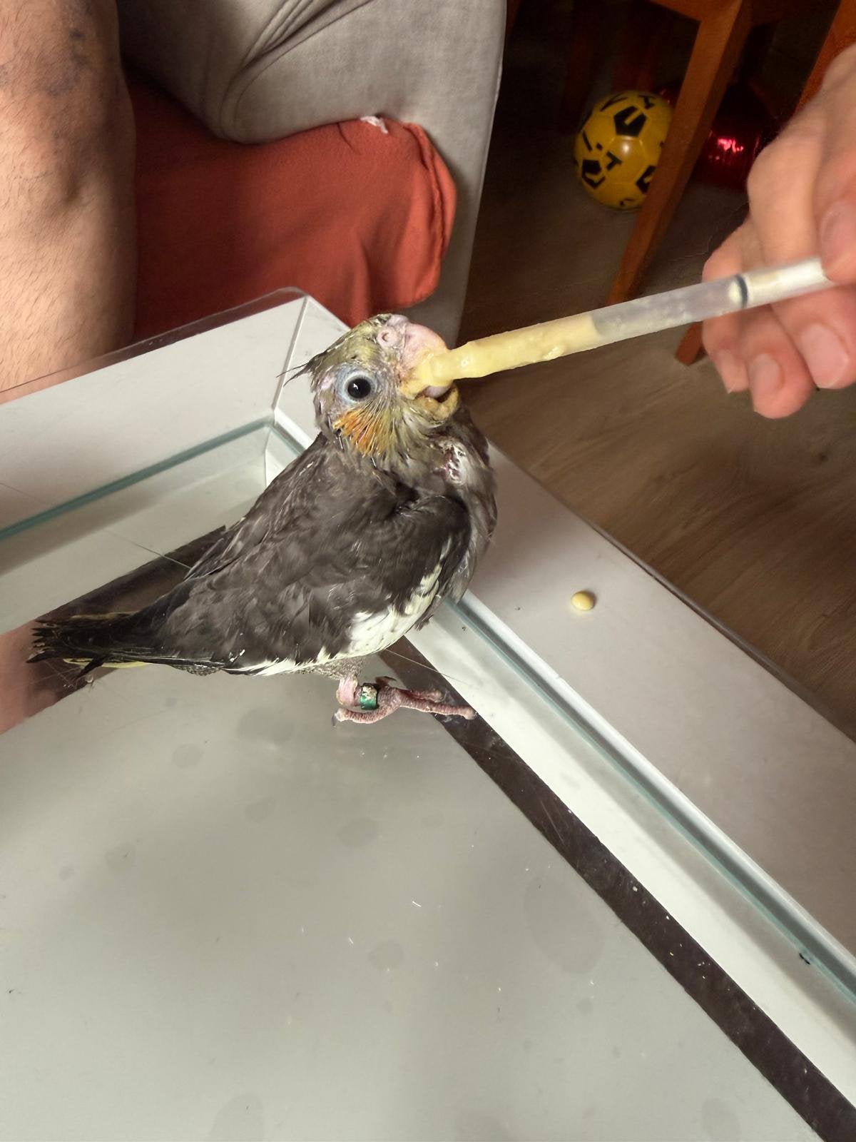 Jonge valkparkiet, Dieren en Toebehoren, Vogels | Duiven, Geslacht onbekend, Overige soorten