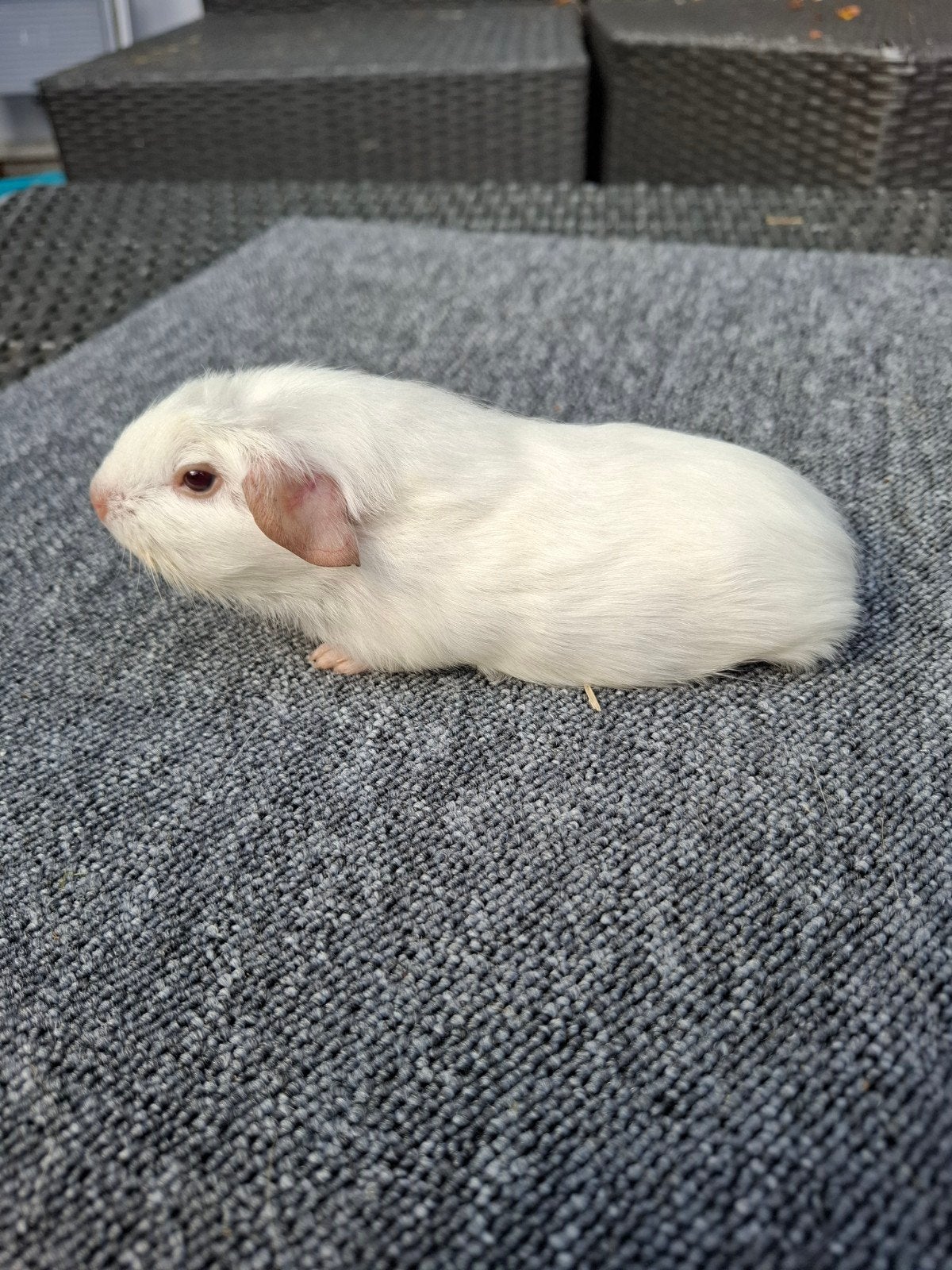 wit gekruind jong beertje (mag direct verhuizen), Dieren en Toebehoren, Knaagdieren, Cavia, Mannelijk, Juli, Tam