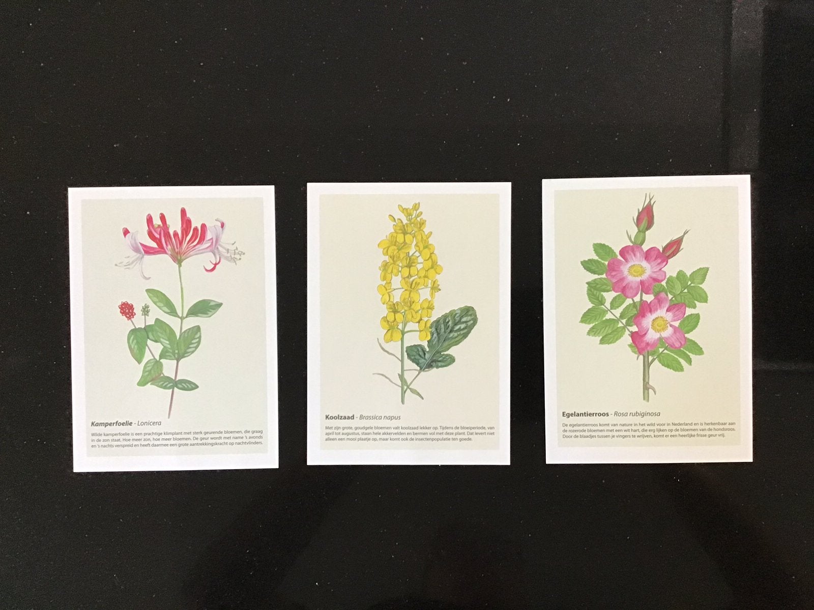 Drie geur ansichtkaarten met planten en bloemen. Nieuw., Verzenden, 1980 tot heden, Ongelopen, Natuur