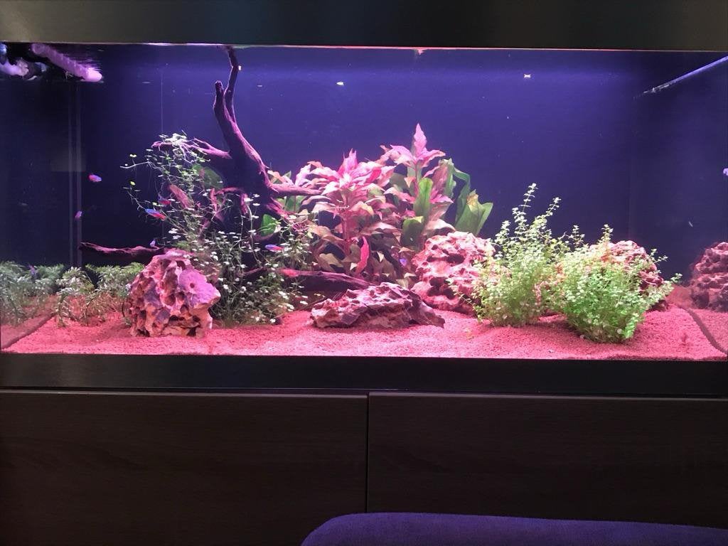 Compleet HighLine 200L aquarium, Dieren en Toebehoren, Ophalen, Gebruikt, Inclusief vissen, Overige merken