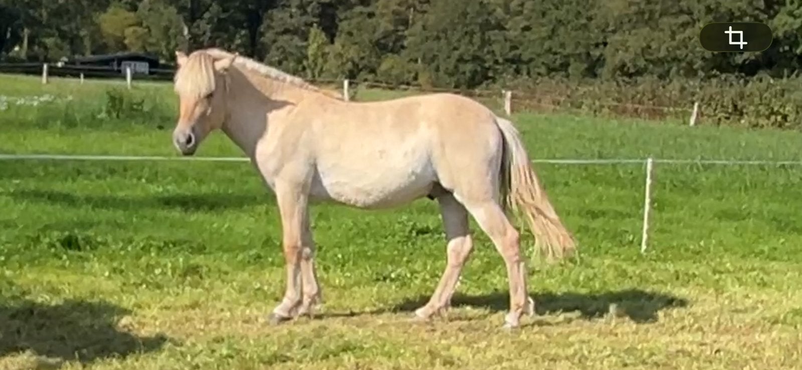 1,5 en 2,5 jarige  fjord ruinen, Dieren en Toebehoren, Met stamboom, Ruin, 0 tot 2 jaar, Recreatiepony