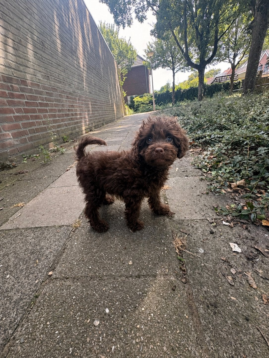 Maltipoo Pups X Toy poedel laatste reutje 🐶, Dieren en Toebehoren, Honden | Niet-rashonden, 8 tot 15 weken, Parvo, Meerdere, Meerdere dieren