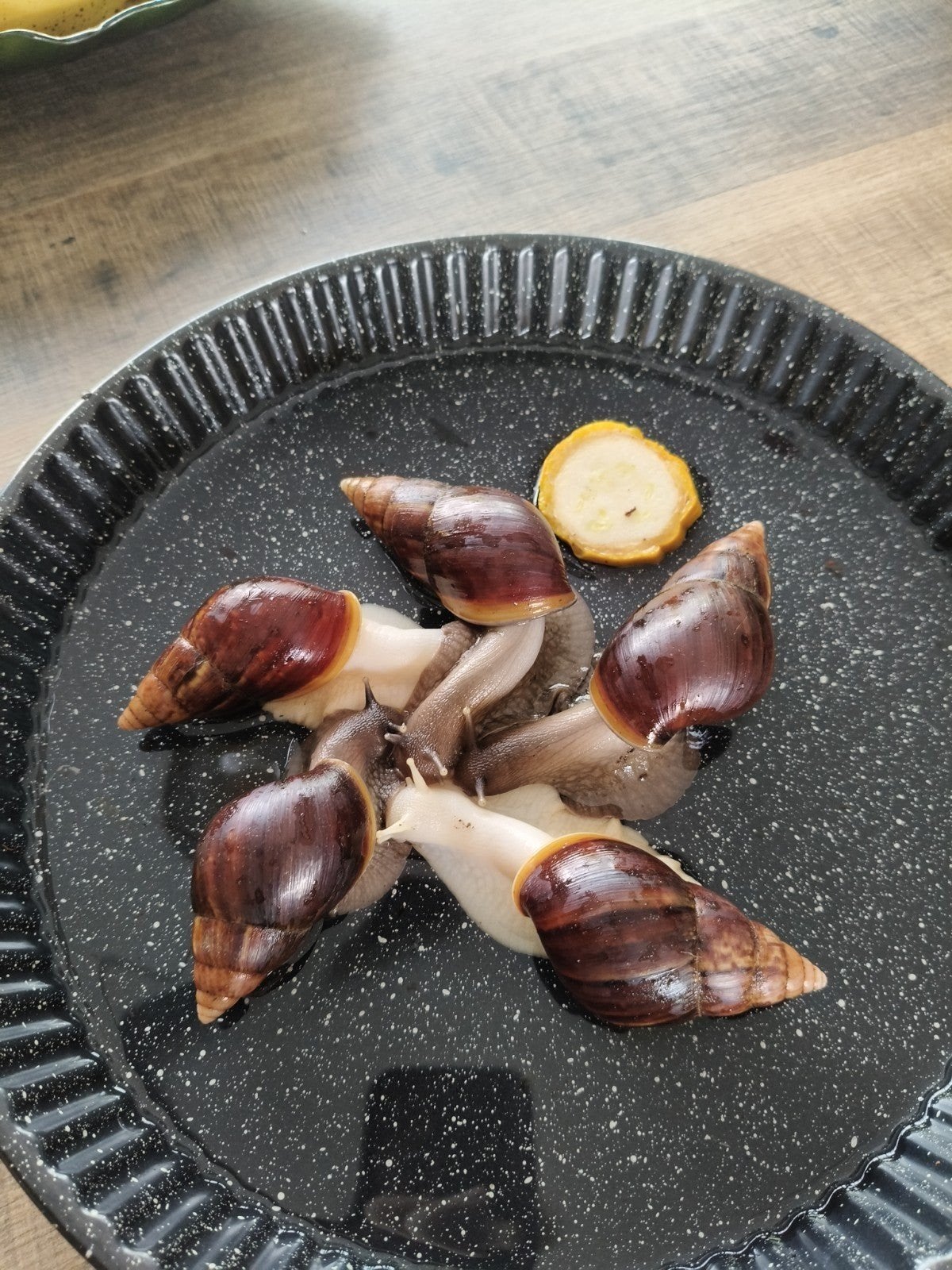 afrikaanse reuzeslakken, Wandelende tak