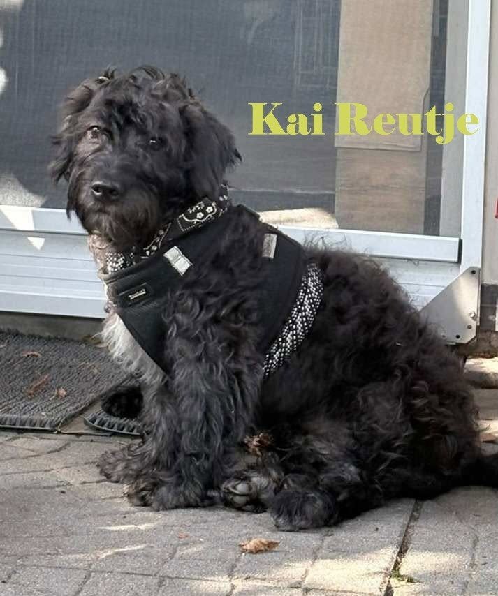 Puli pups kruisinkjes klein blijvend, Particulier, 15 weken tot 1 jaar, Buitenland, Parvo