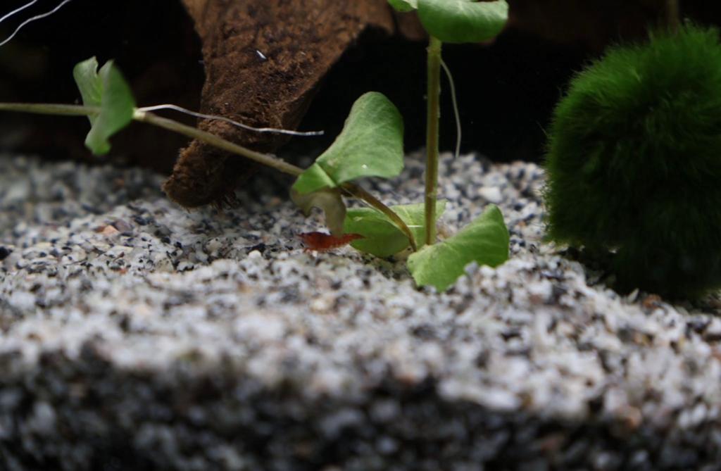 Garnalen, Dieren en Toebehoren, Vissen | Aquariumvissen