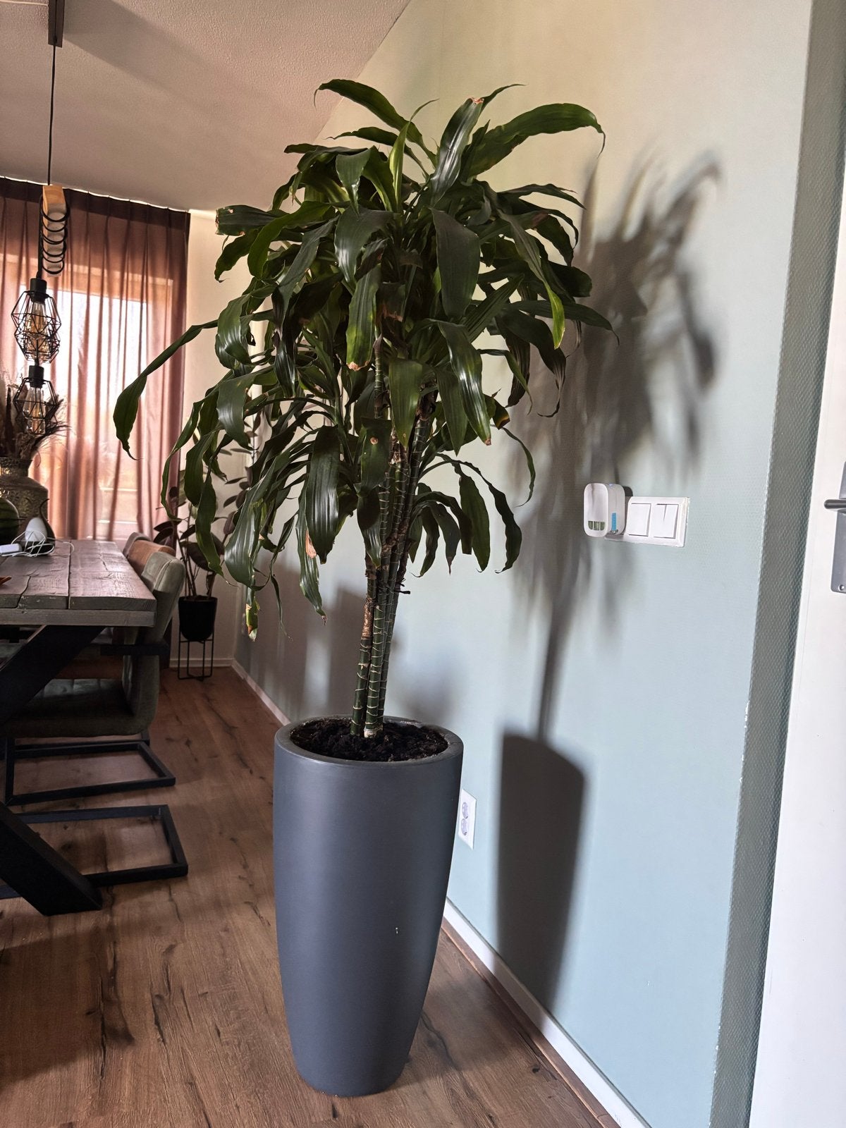 Grote Dracaena plant in pot, Ophalen, Overige soorten, Halfschaduw, In pot