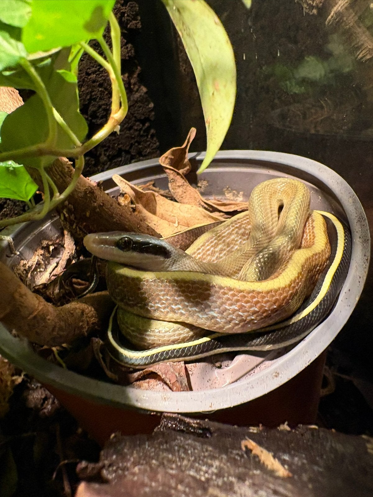 Othriophis taeniurus ridleyi - Ridley’s cave racer, Dieren en Toebehoren, Slang, 0 tot 2 jaar